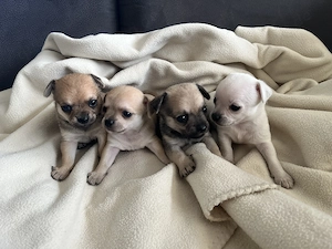 Chihuahua Welpen 