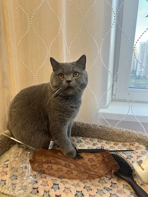 Katze zu verkaufen