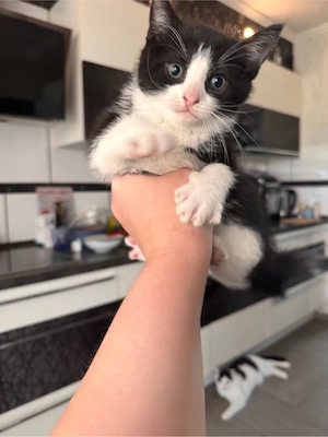 Katzenbabys 