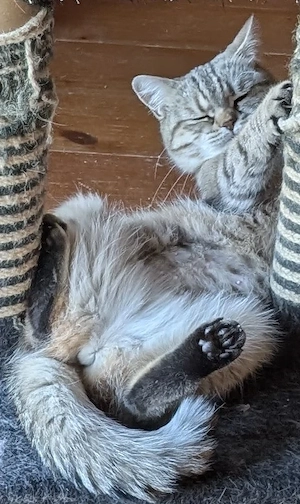 BKH Britisch Kurzhaar Katze