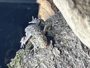  Krokodilgeckos cyrtopodion scabrum 