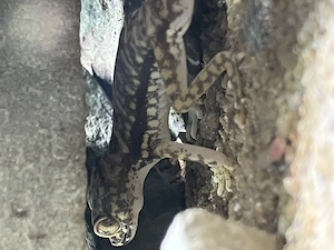 Stenodactylus Petrii