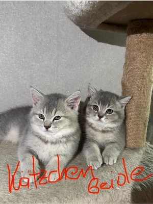 Britisch Kurzhaar Reinrassige Kitten suchen neues Zuhause