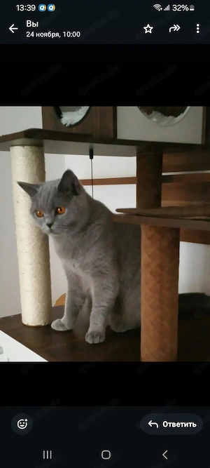 BKH Katze lilac