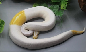 0.1 Black Pastel Albino Piebald DNZ 2024