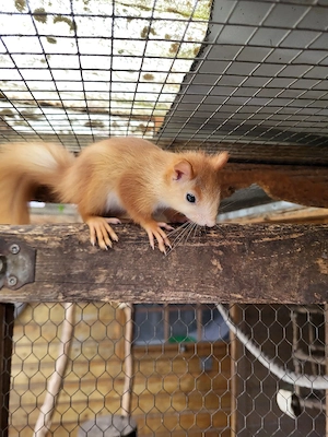 euro.Eichhörnchen 