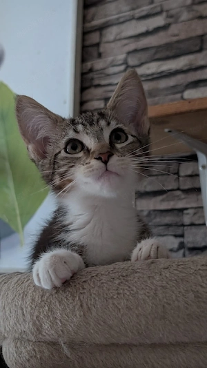 süße Maine Coon Mix Kitten abzugeben 