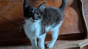 süße Maine Coon Mix Kitten abzugeben 