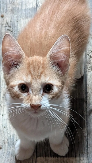süße Maine Coon Mix Kitten abzugeben 