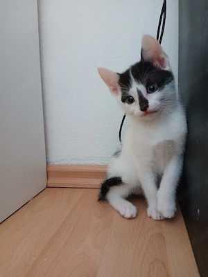 Babykatzen Katzen Jungkatzen