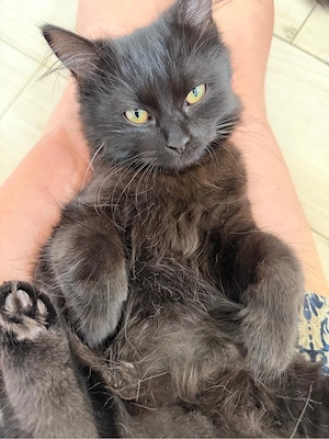 Zwei wunderschöne junge Kater suchen ihr Für-immer-Zuhause