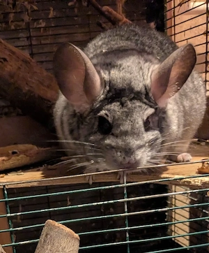 Chinchilla Weibchen sucht Gesellschaft