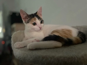 Buntes Kitten