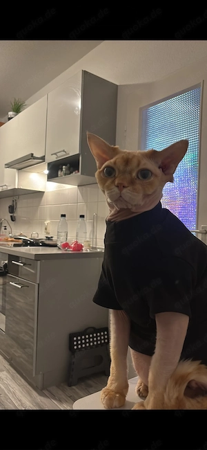 sphynx katzen zu verkaufen
