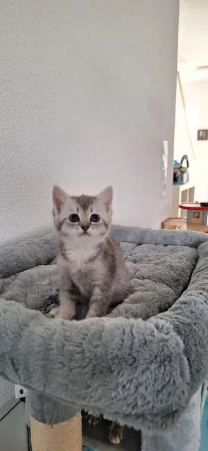 Baby Katzen