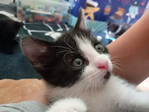 Katzenbabys Maikatzen 