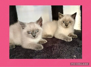 BKH Kitten Blue Point