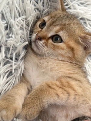 BKH  Katze 