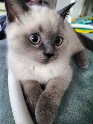 BKh Kitten, Mädchen 