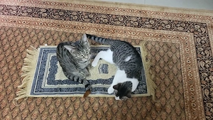 Katze und kater 5 moante alt zsm abzugeben
