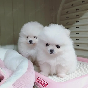 Zwergspitz Pomeranian suchen zuhause