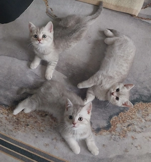 3 süße Kater (3 Monate alt) suchen ein liebevolles Zuhause!