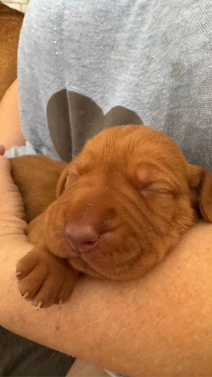 Magyar Vizsla Welpen suchen liebevolles Zuhause
