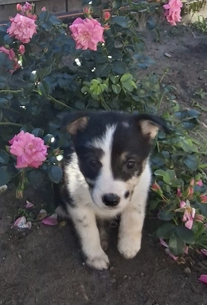 Australien Shepherd mix welpen