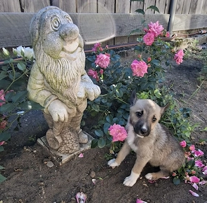 Australien Shepherd mix welpen