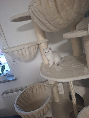 Reinrassige BKH kitten mit Stammbaum 