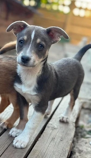 Hundekind Lydia will endlich ankommen