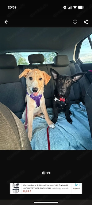 Labrador Schäferhund Mix 
