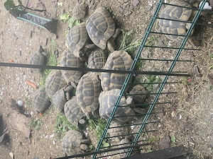 Griechische Landschildkröten mit EU Bescheinigungen in gute Hände abzugeben 
