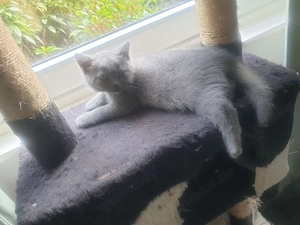 BKH kitten 