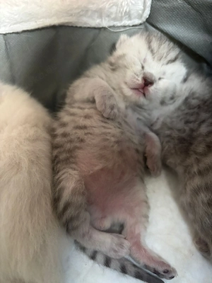 BKH-Kitten British Kurzhaar suchen ab September ein liebevolles Zuhause   