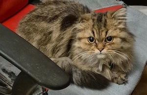 Süße Reinrassige Maine Coon Katze sucht ein neues zu Hause