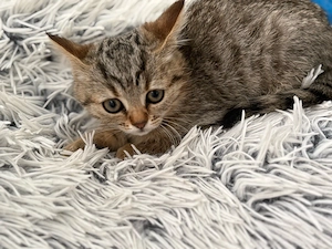 BKH Katze 