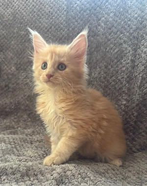 Maine Coon Kitten