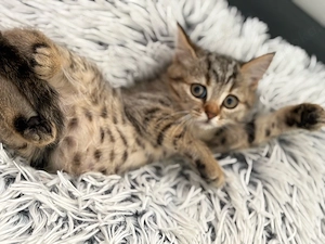 BKH Katze 