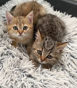 BKH Katzen 