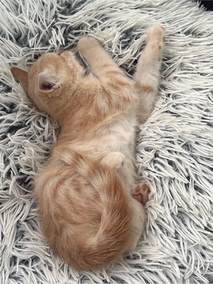 Britische Kater 