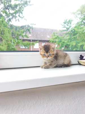 BKH sucht ein liebevolles Zuhause!