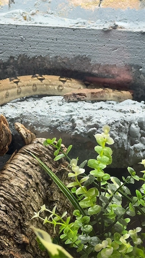 Boa Constrictor (0.1) abzugeben