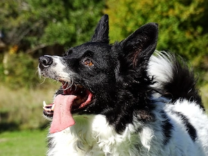 Collie Mix Hündin 3J 20kg 35cm BUNDESWEIT ausreisebereit 