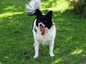 Kleine Collie Mix Hündin 3J 35cm BUNDESWEIT ausreisebereit 