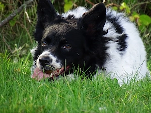 Kleine Collie Mix Hündin 3J 35cm BUNDESWEIT ausreisebereit 