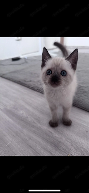 siam bkh mix kitten