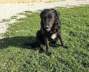 13Mon 15kg 45cm Collie Schäferhund Hündin bundesweit ausreisebereit 