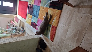 Suche süsse Babykatze 