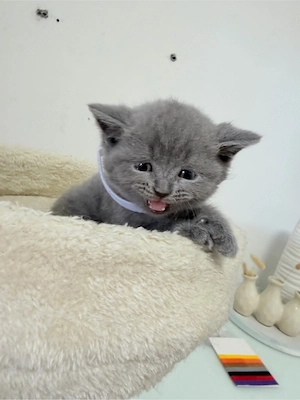 Zuckersüße BKH Kitten suchen ein liebevolles Zuhause!
